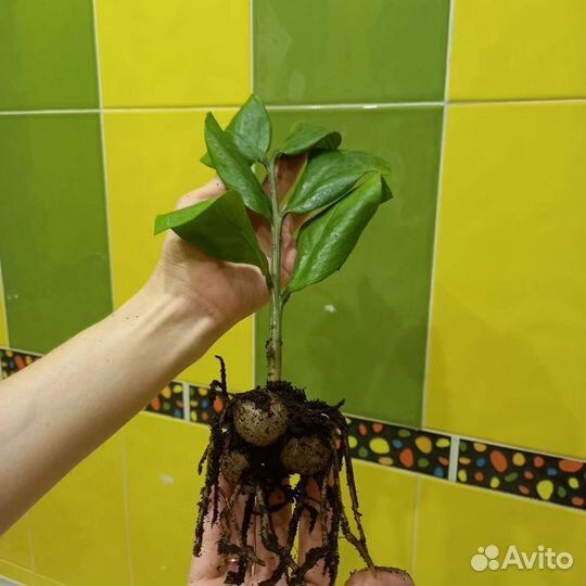 Замиокулькас