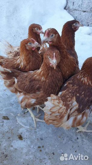 Куры несушки молодки