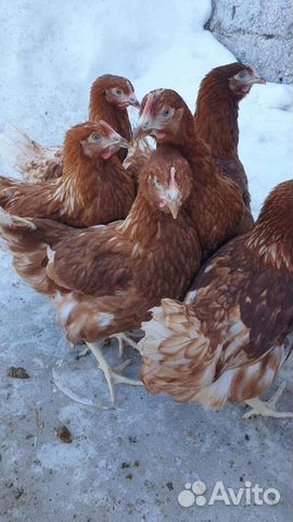 Куры несушки молодки