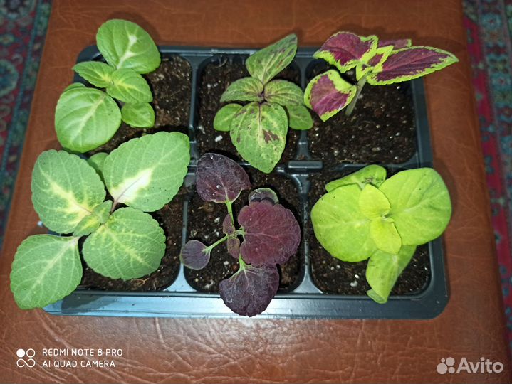 Колеус набор 6 шт