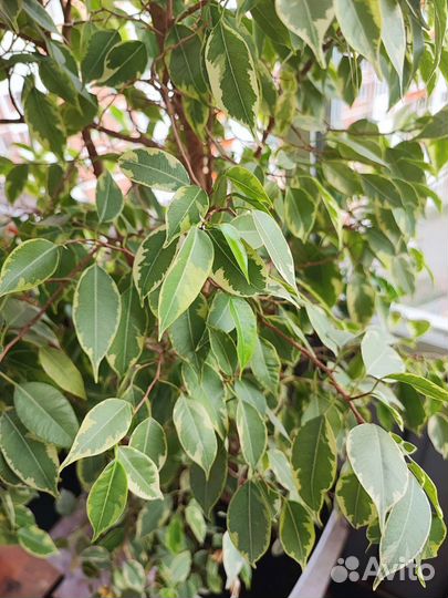 Фикус бенджамина пестролистный