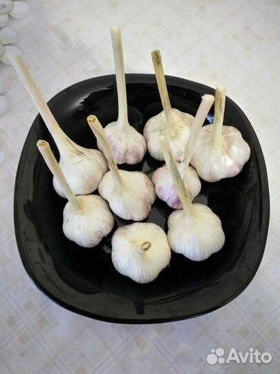 Озимый чеснок