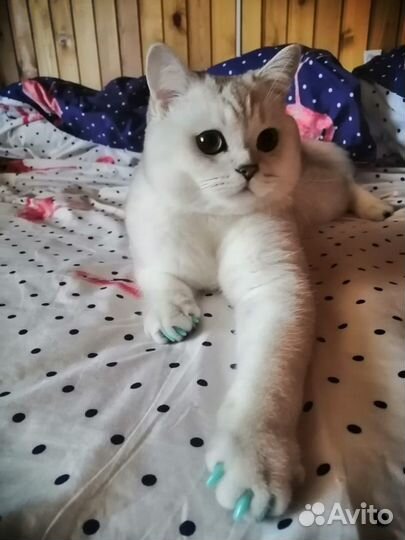 Вязка с британским котом серебристая шиншилла