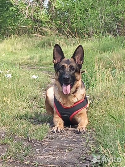 Кинолог, Дрессировка собак щенков, обучение собак