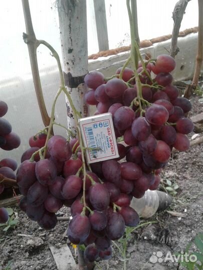 Саженцы и черенки винограда, саженцы жимолости