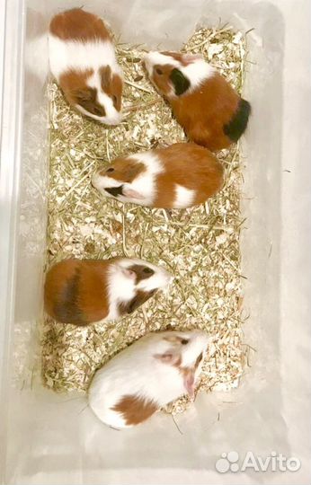 Морские свинки, перуанские, розетки, гладкие