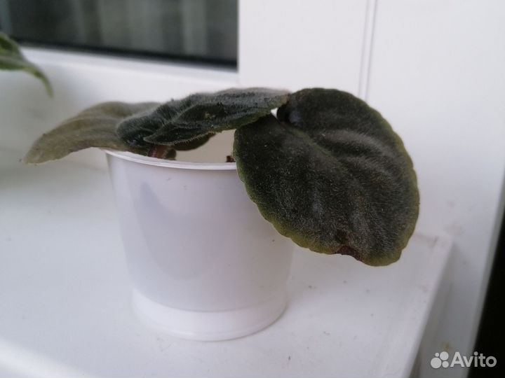 Фиалка, укорененные листочки