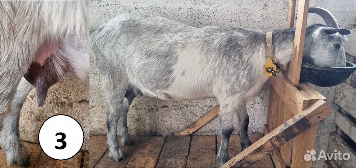 Зааненская дойная коза
