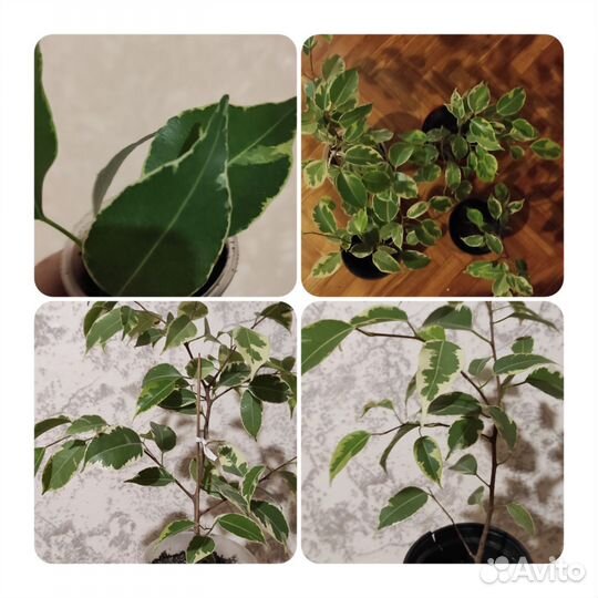 Фикусы сортовые