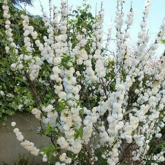 Сакура, вегейла, Дерен