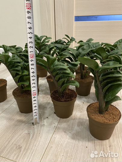 Замиокулькас зензи жук