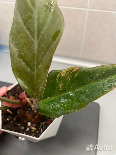 Филодендрон карамель марбл вар