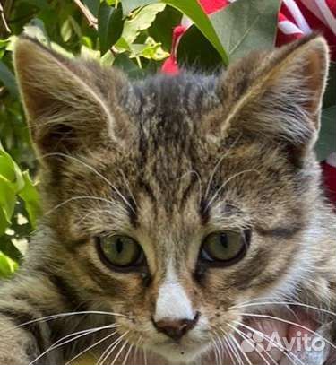 Кошка серая молодая