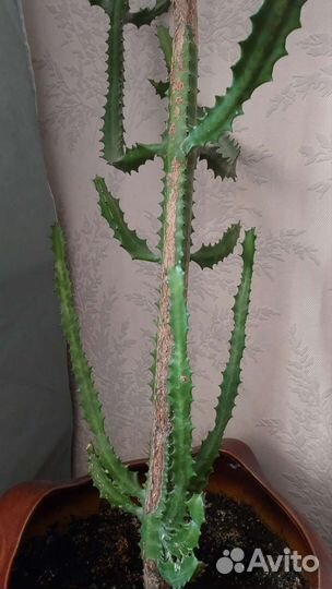 Большой кактус