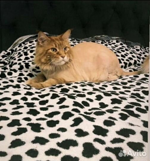 Стрижка кошек