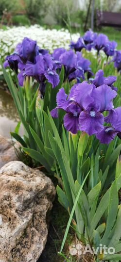 Ирисы карликовые