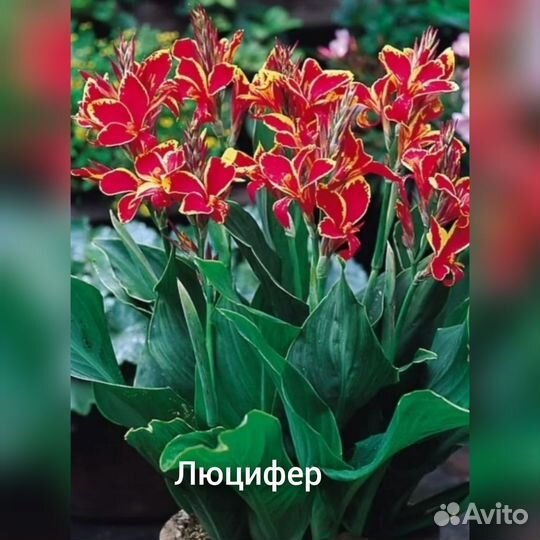 Кана в ассортименте