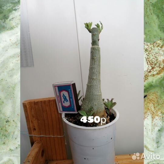 Адениум прививка