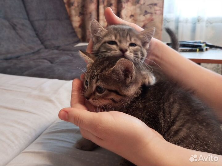Продам котят