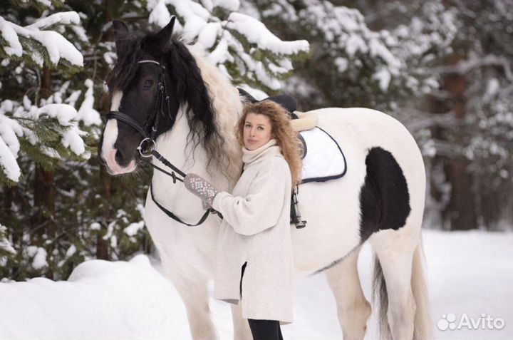 Шикарная кобыла кросс Тинкер