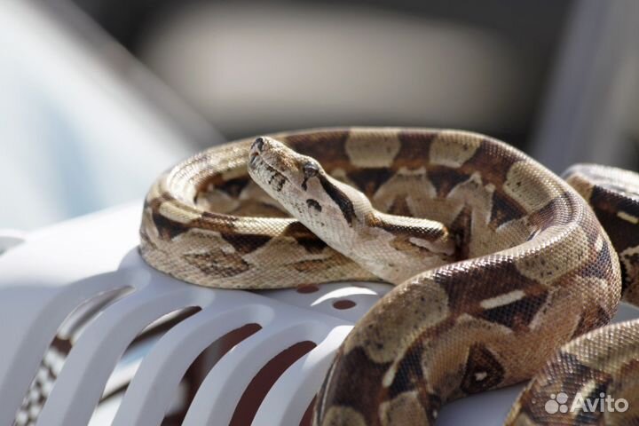 Аренда змей, рептилий
