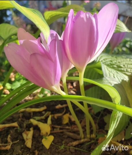 Луковицы Безвременника (украшение осеннего сада)