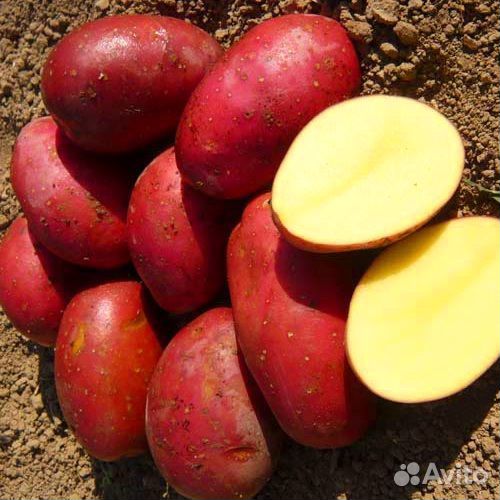 Картофель крупный вкусный