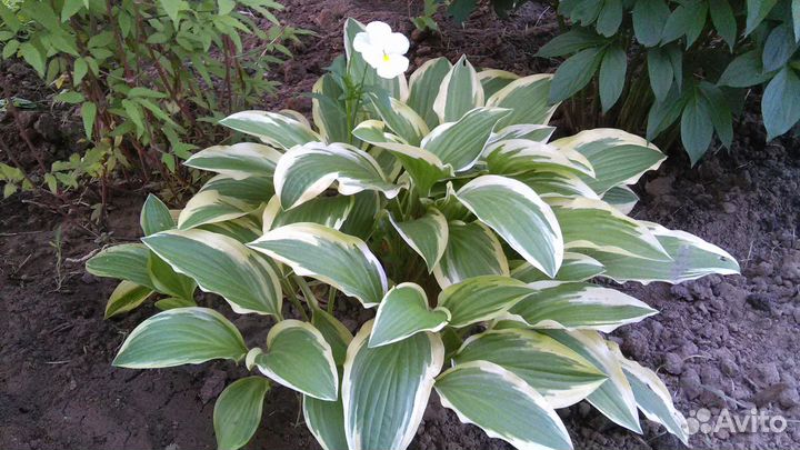 Декоративные кустарники и садовые цветы