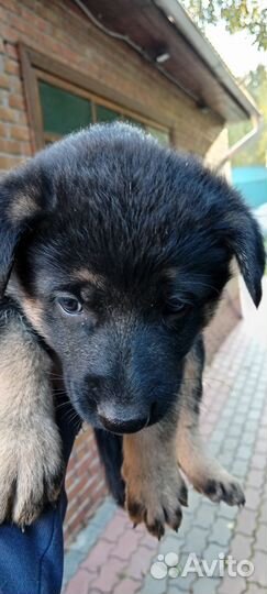 Немецкая овчарка