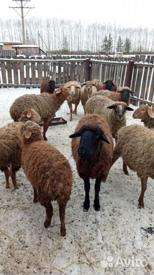 Овцы бараны