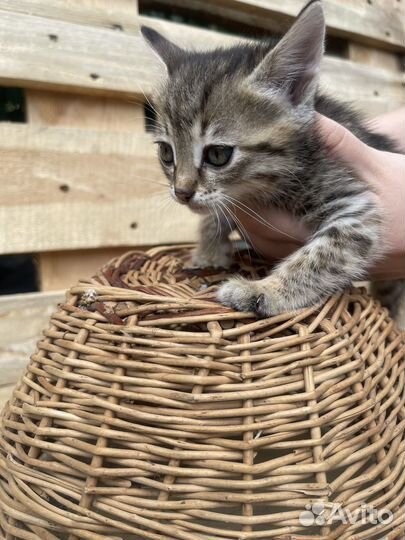 Котята