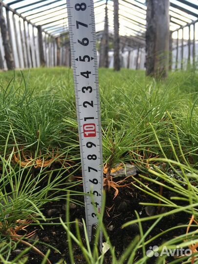 Сеянцы кедра