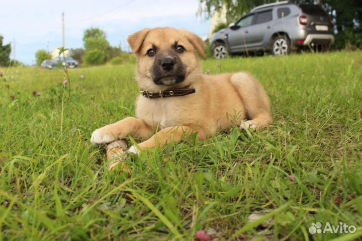 Маленький щеночек 2мес бесплатно в добрые руки