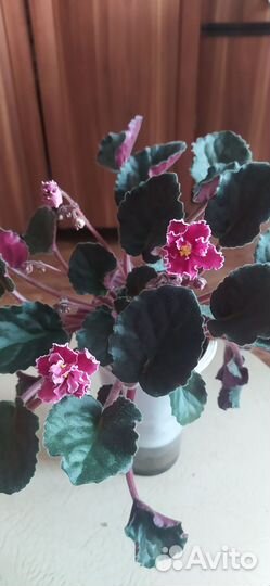 Сортовые фиалки