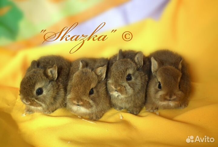 Карликовые мини кролики