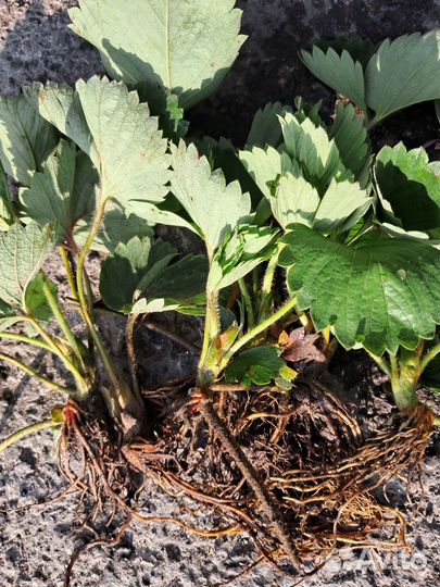 Рассада клубники