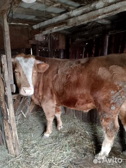 Бычек на мясо