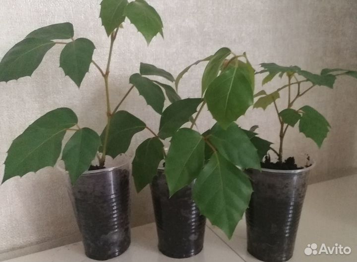 Комнатное растение Циссус