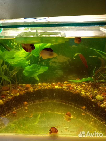 Аквариумные рыбки, растения, улитки Ампулярии