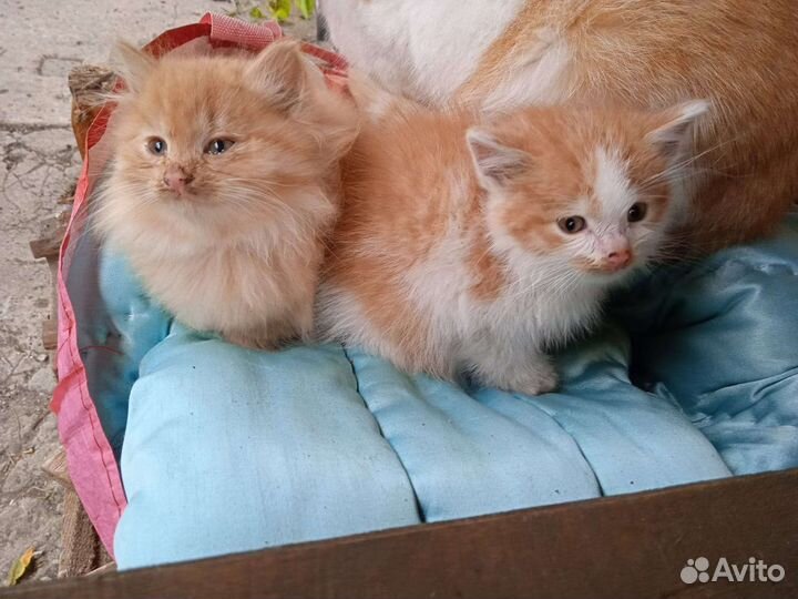Котята в дар бесплатно