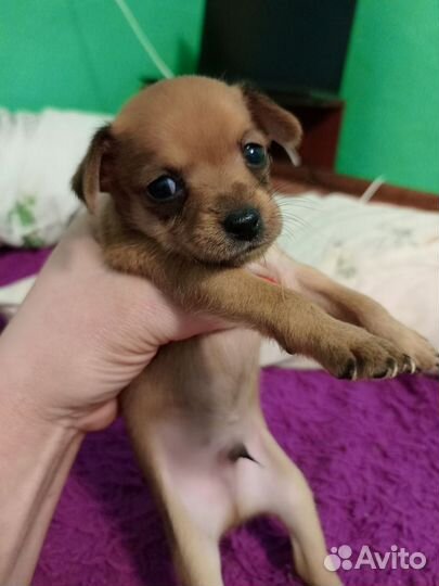 Мини той-терьер щенки