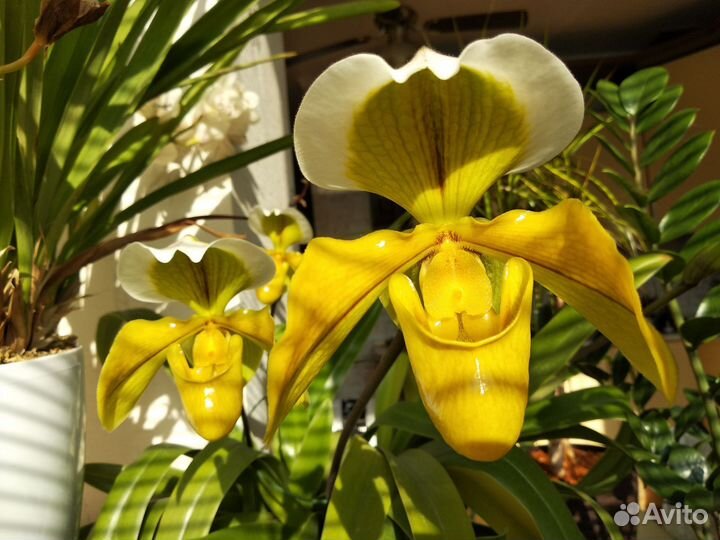 Орхидея paphiopedilum
