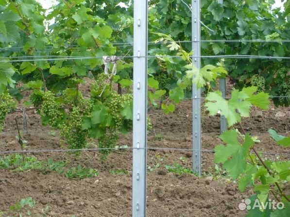 Шпалерные столбы для виноградников и интенсивного