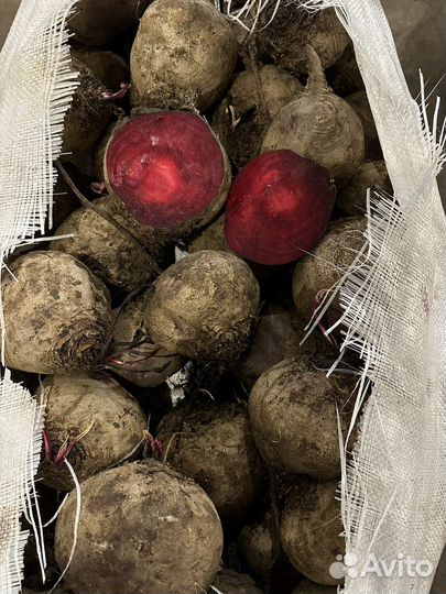 Картофель молодой, лук, морковь,свекла,капуста
