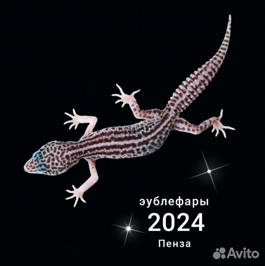 Эублефары малыши 2024