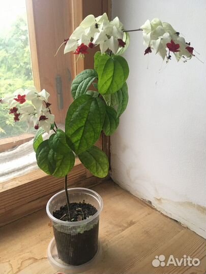 Продам Клеродендрум Томпсона