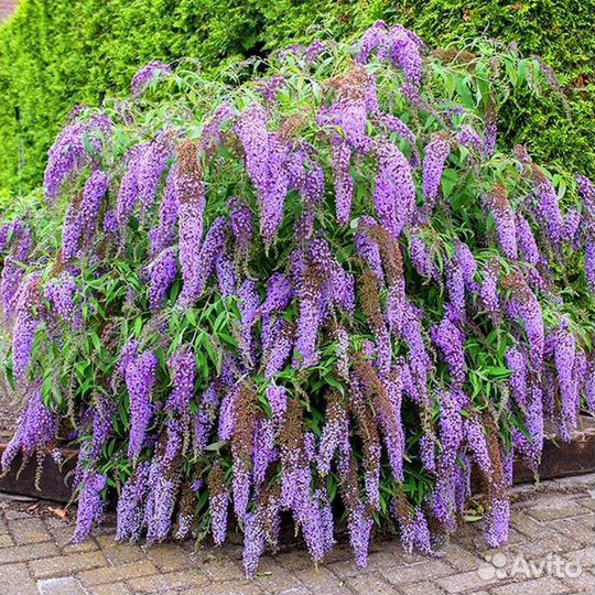 Растения для сада. Кустарники