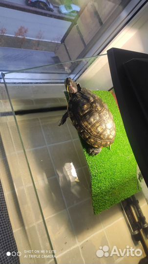 Черепаха водная красноухая бесплатно