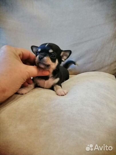 Щенки чихуахуа РКФ