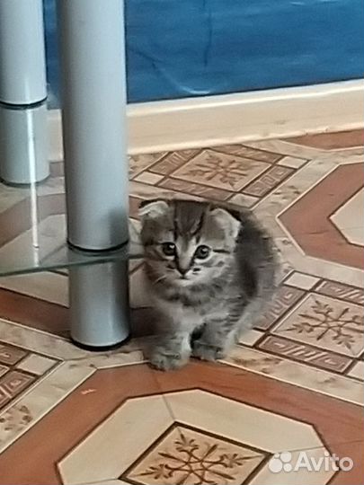 Кошка в дар